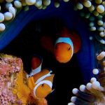 Blue Adventure